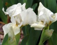 A nice pure white flower with feint yellow honey marks